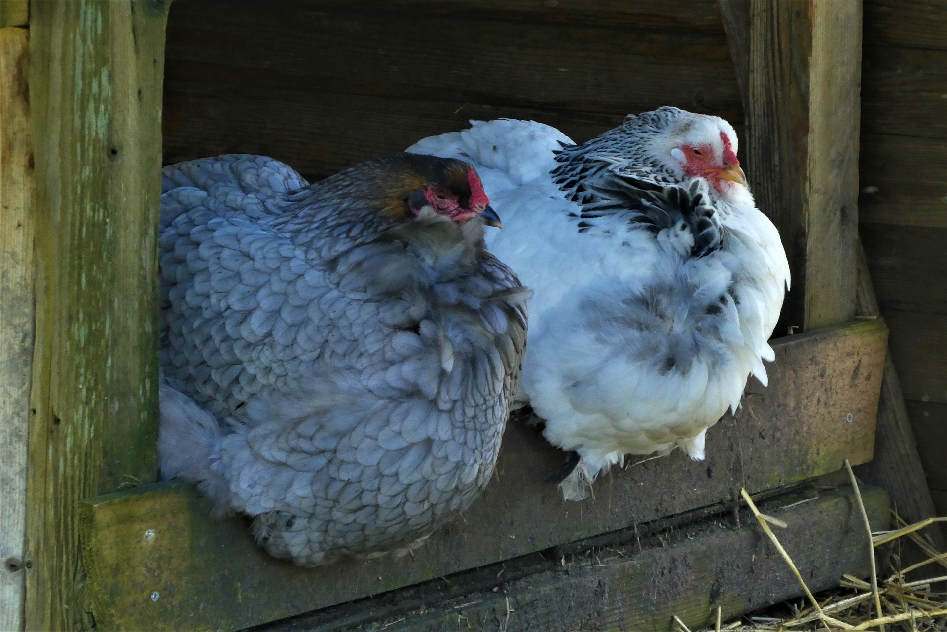 Backyard chickens in a well-designed coop