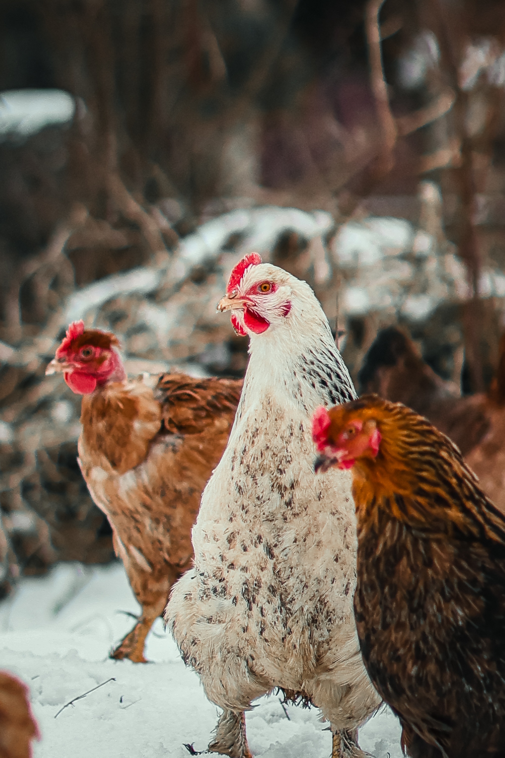 Chicken breed variety for backyard flocks